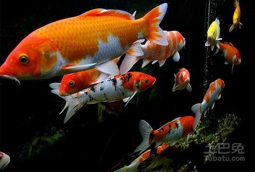 日本锦鲤繁殖视频,传承千年的观赏鱼繁育传奇