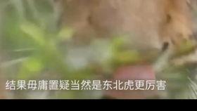 霸王龙vs东北虎视频,揭秘霸王龙与东北虎的巅峰对决
